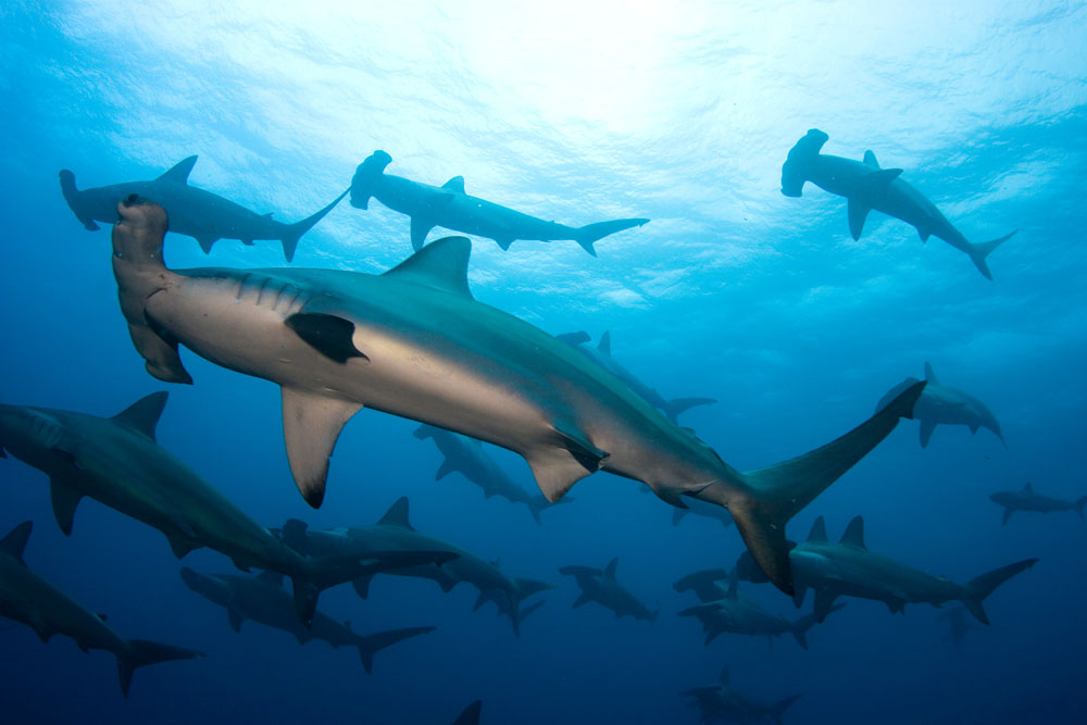 Banda Sea diving Indonesia