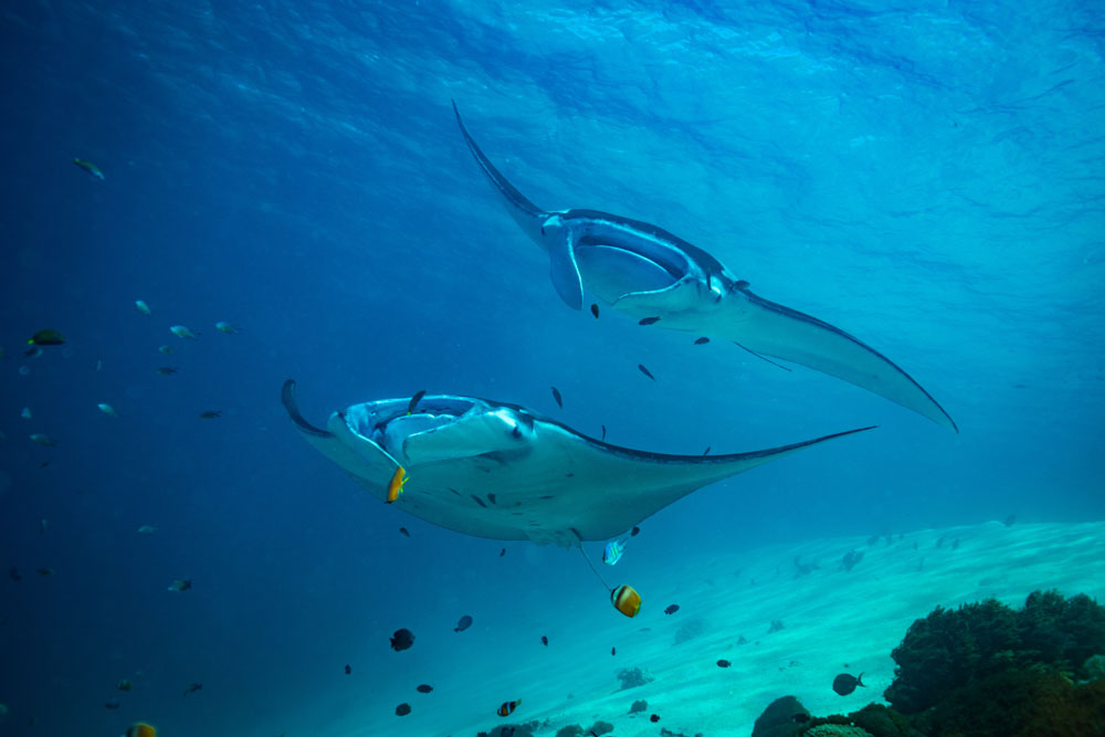 Komodo diving Indonesia