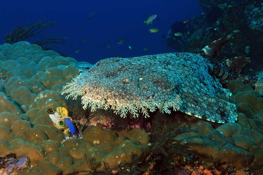 Raja Ampat diving Indonesia